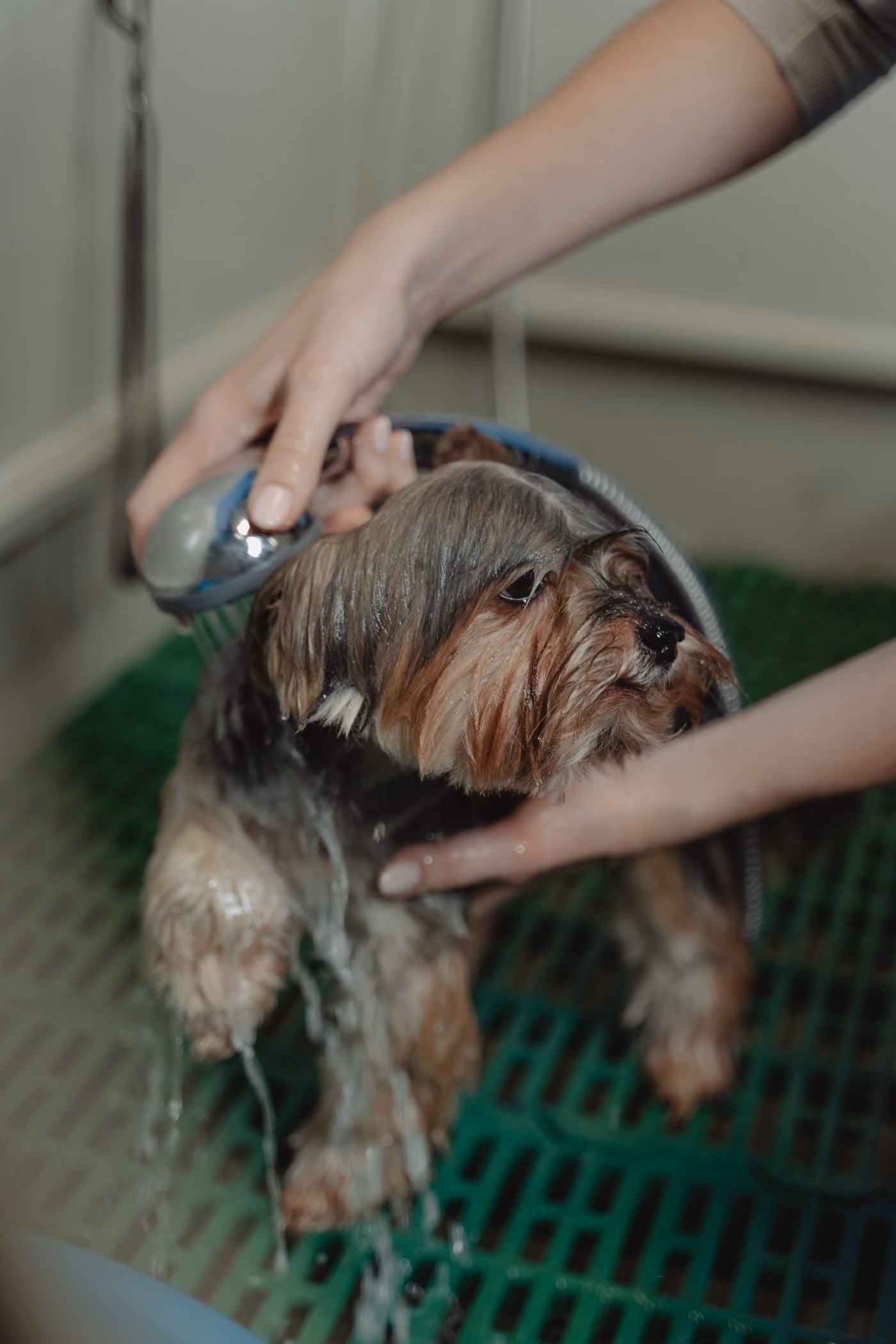 A Yorkshire terrier being gently rinsed with a handheld shower during a bath
