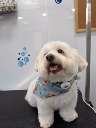 Freshly groomed white fluffy dog wearing a blue bandana on the grooming table