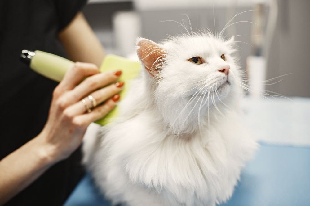 White cat being groomed