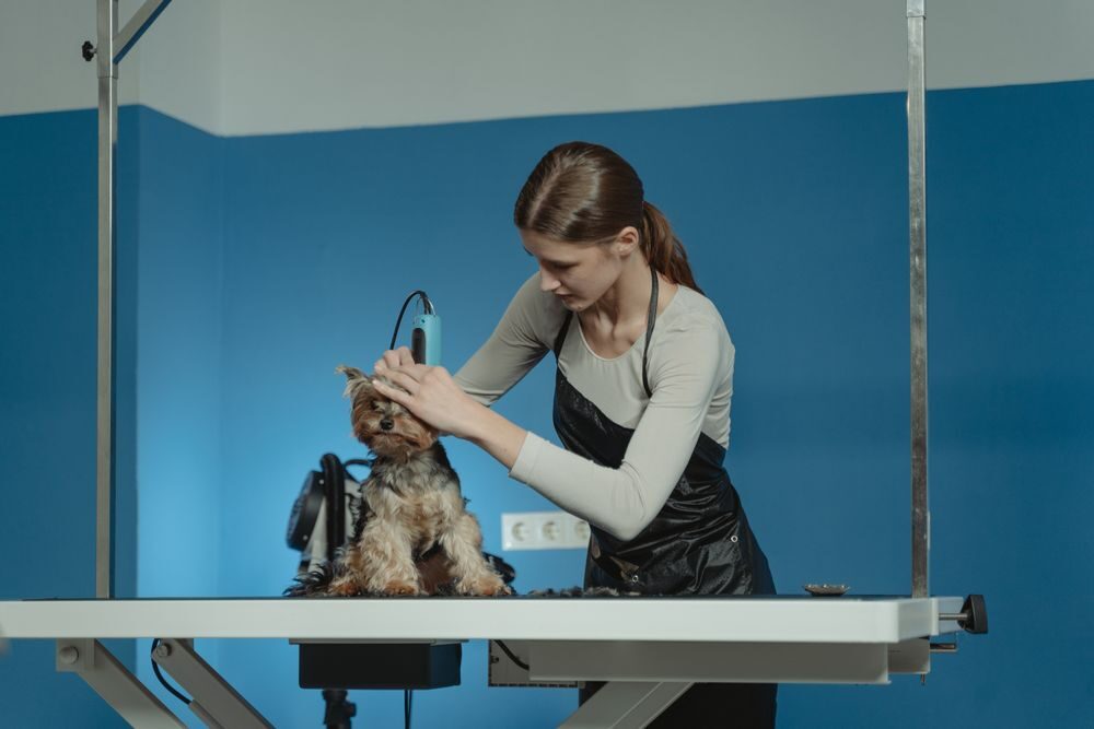 Groomer carefully clipping a Yorkshire terrier on a grooming table