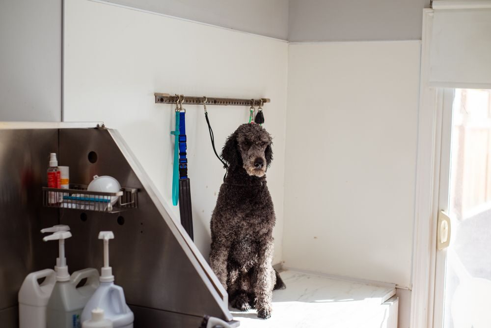 Freshly groomed black poodle waiting at the wash station
