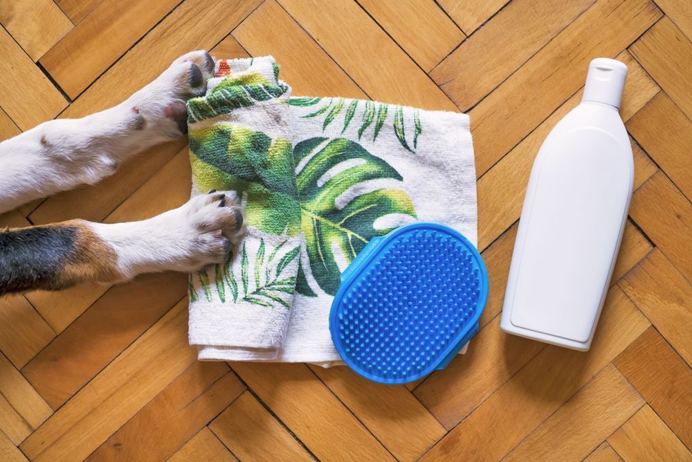 Flat lay of grooming tools — towel, brush and shampoo