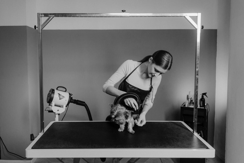 Groomer tending to a Yorkie on a grooming table