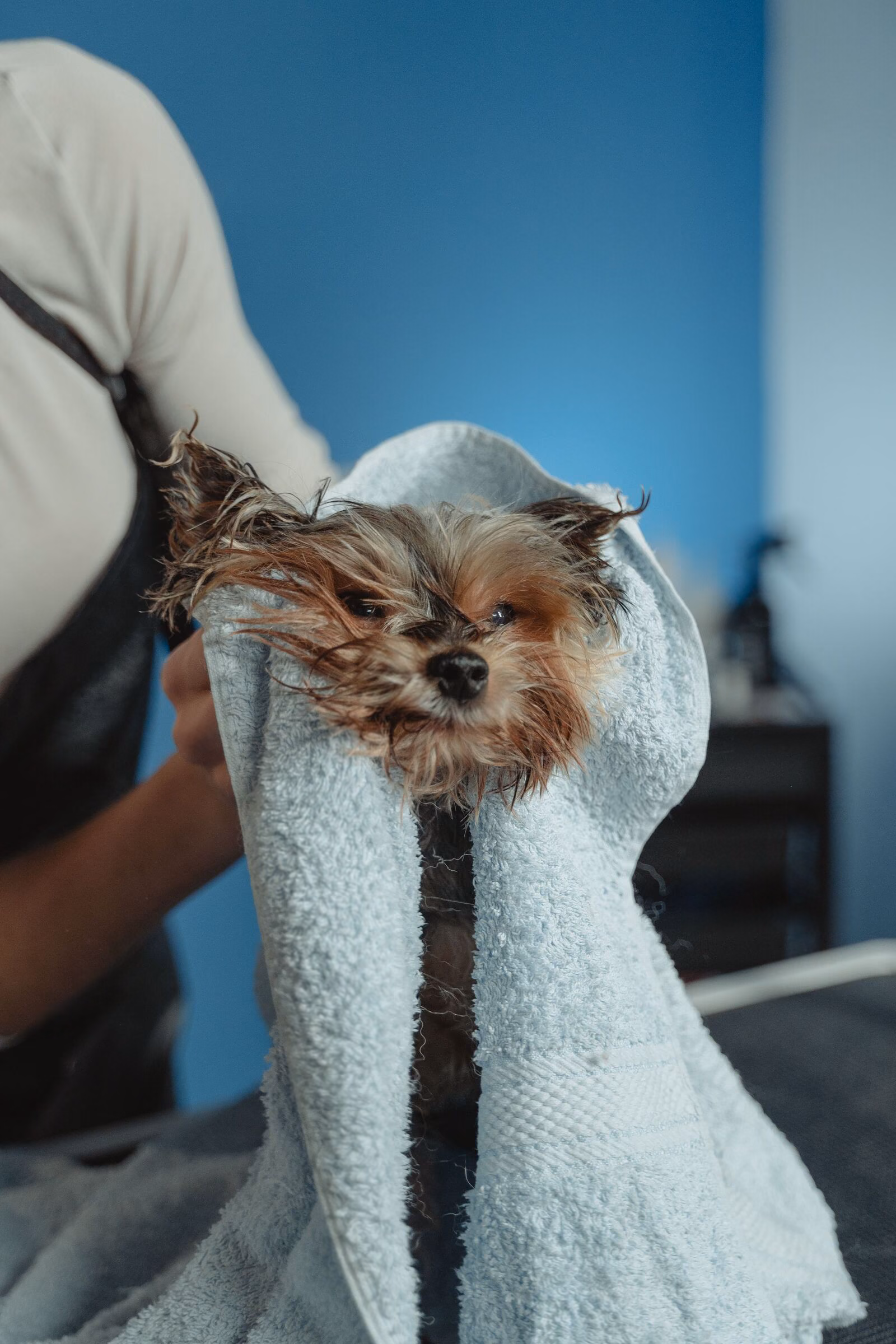 A freshly bathed Yorkshire terrier being gently wrapped in a soft towel by a groomer