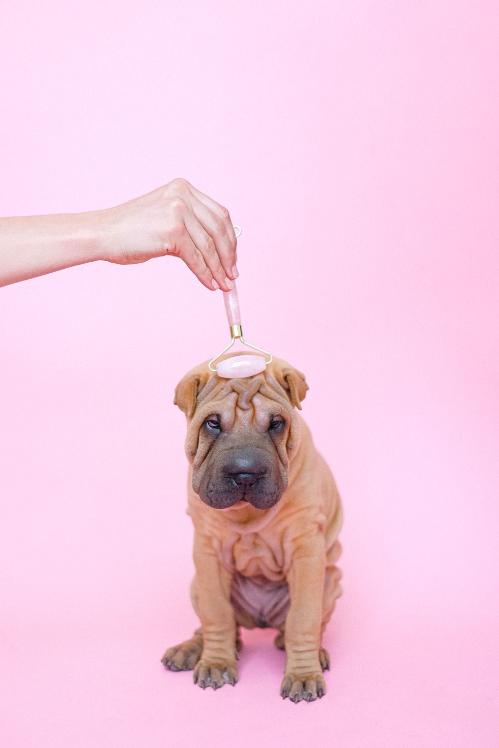 A calm Shar Pei puppy being pampered with a rose-quartz roller against a soft pink backdrop